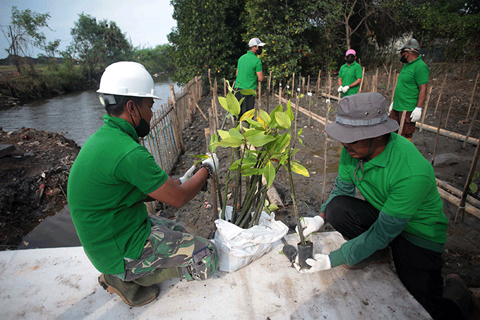 Direktur Utama PT Karya Citra Nusantara, Widodo Setiadi (kiri) menyerahkan bibit mangrove kepada petugas penanam.