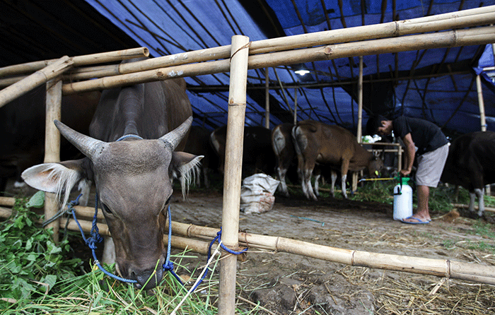 Penjual saat memberikan pakan untuk sapi di Ceger, Jakarta Timur, Jumat (24/6/2022).
