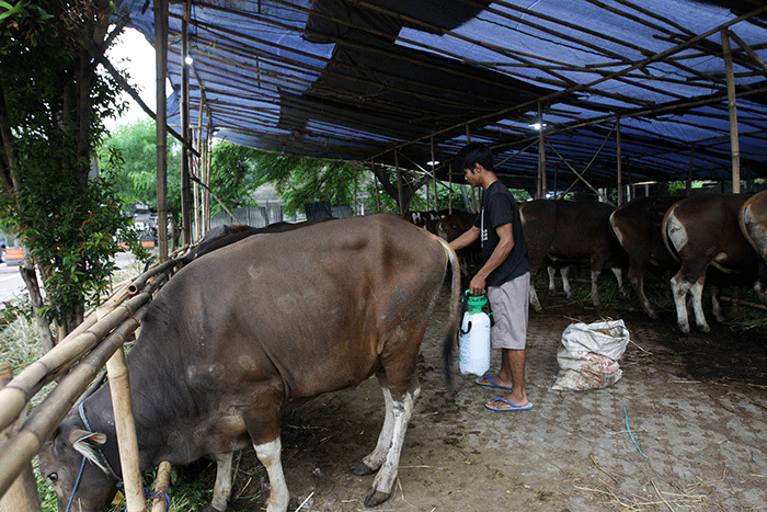 Pemerintah Berikan Ganti Rugi Rp Juta Untuk Sapi Yang Dimusnahkan