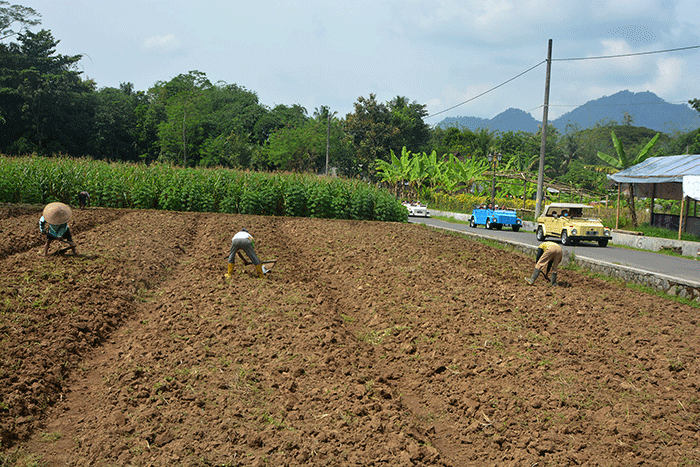 Sejumlah petani beraktivitas di lahan pertanian yang berada di kawasan Balai Perekonomian Desa (Balkondes) Karangrejo, Kecamatan Borobudur.