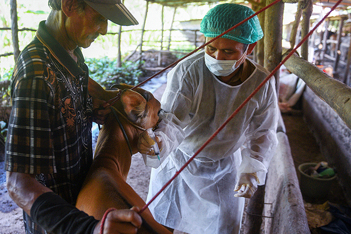 Petugas menyuntikan vaksin Penyakit Mulut dan Kuku (PMK) ke hewan ternak, guna pencegahan virus PMK di Kandang Sapi Pak Dahlan.