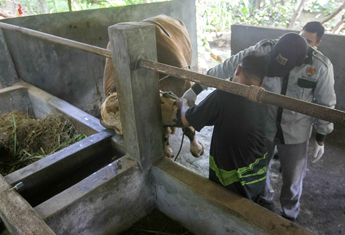 Petugas dari Dinas Pertanian dan Peternakan dan Satpol PP melakukan pemeriksaan kesehatan hewan kurban khususnya sapi di Trangkil, Gunungpati, Kota Semarang.