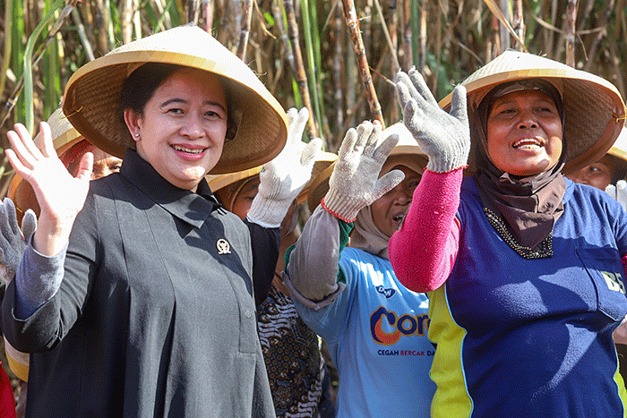 Ketua DPR Puan Maharani bersama sejumlah petani memanen tebu di Desa Mertapada Wetan, Kecamatan Astanajapura, Kabupaten Cirebon, Jawa Barat.