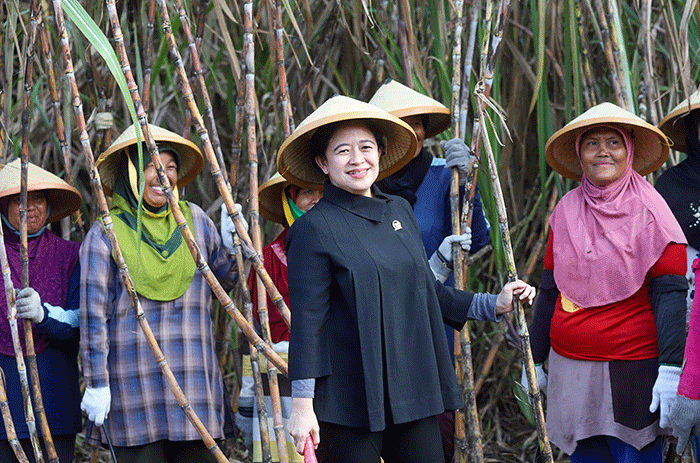 Ketua DPR Puan Maharani bersama sejumlah petani memanen tebu di Desa Mertapada Wetan, Kecamatan Astanajapura, Kabupaten Cirebon, Jawa Barat.