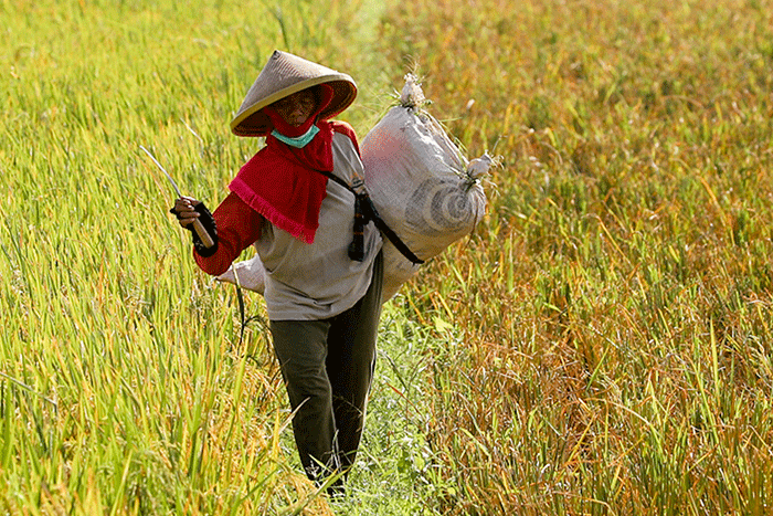 Para Petani tengah memanen padi di Cirebon, Jawa Barat, Senin (4/7/2022).