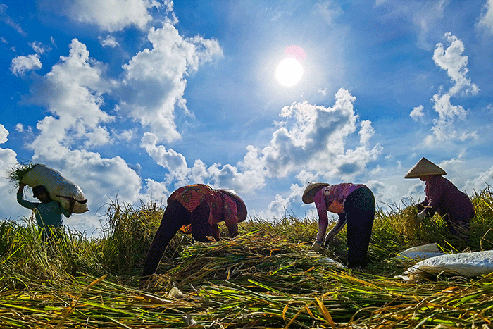 Para Petani tengah memanen padi di Cirebon, Jawa Barat, Senin (4/7/2022).