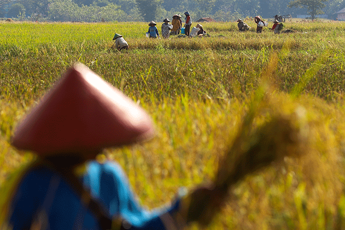 Para Petani tengah memanen padi di Cirebon, Jawa Barat, Senin (4/7/2022).
