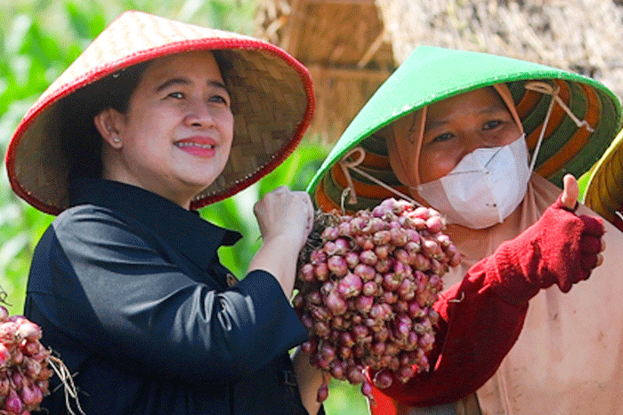Ketua DPR RI Puan Maharani saat menanam bawang merah bersama para petani serta berdialog di Desa Larangan, Brebes, Selasa (5/7/2022).