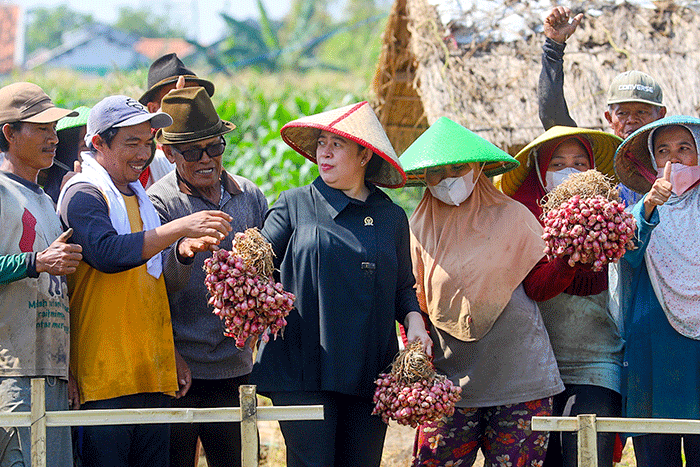 Ketua DPR RI Puan Maharani saat menanam bawang merah bersama para petani serta berdialog di Desa Larangan, Brebes, Selasa (5/7/2022).