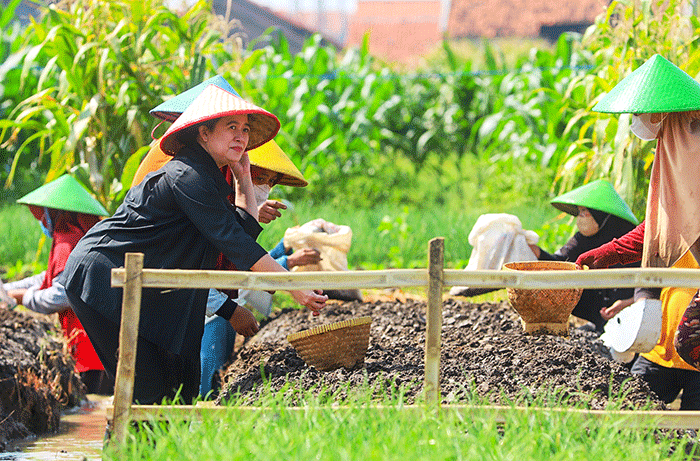 Ketua DPR RI Puan Maharani saat menanam bawang merah bersama para petani serta berdialog di Desa Larangan, Brebes, Selasa (5/7/2022).
