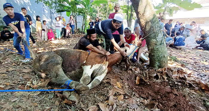 Sejumlah warga memotong daging hewan kurban di kawasan Pedurenan, Kota Bekasi, Jawa Barat, Minggu (10/7/2022).