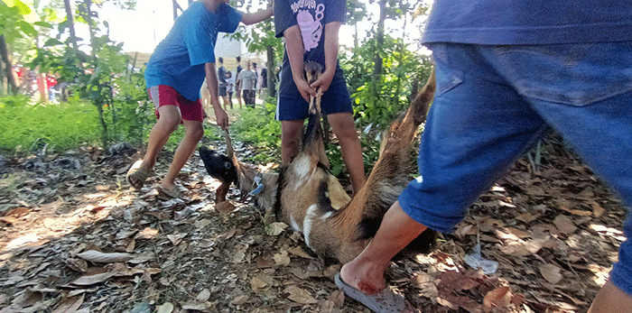 Sejumlah warga memotong daging hewan kurban di kawasan Pedurenan, Kota Bekasi, Jawa Barat, Minggu (10/7/2022).