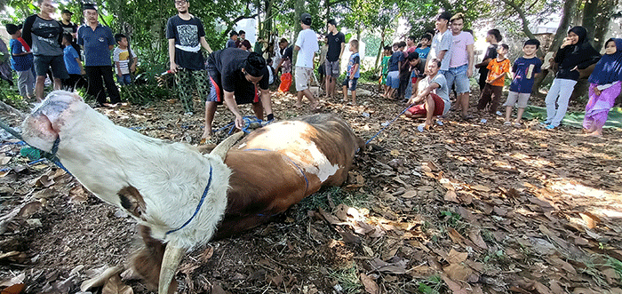 Sejumlah warga memotong daging hewan kurban di kawasan Pedurenan, Kota Bekasi, Jawa Barat, Minggu (10/7/2022).
