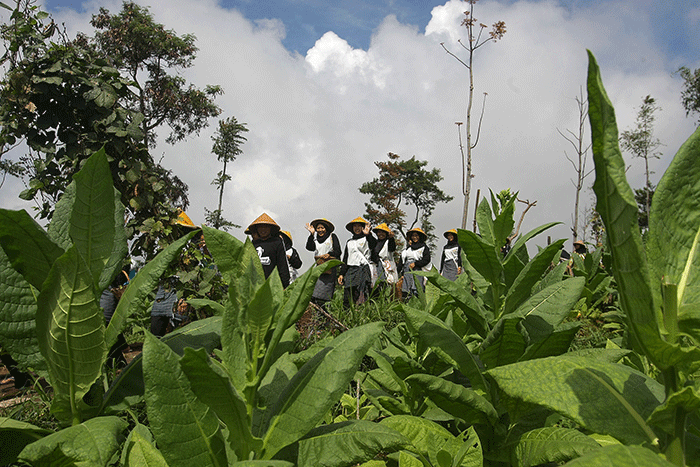 Para petani mengikuti tradisi wiwitan mengawali proses panen di lereng Gunung Prau tepatnya di Desa Tempelsari Kecamatan Tretep, Kabupaten Temanggung.