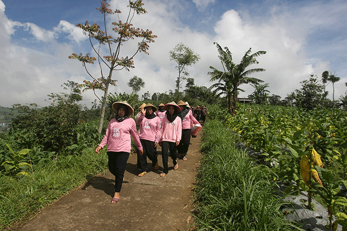 Para petani mengikuti tradisi wiwitan mengawali proses panen di lereng Gunung Prau tepatnya di Desa Tempelsari Kecamatan Tretep, Kabupaten Temanggung.