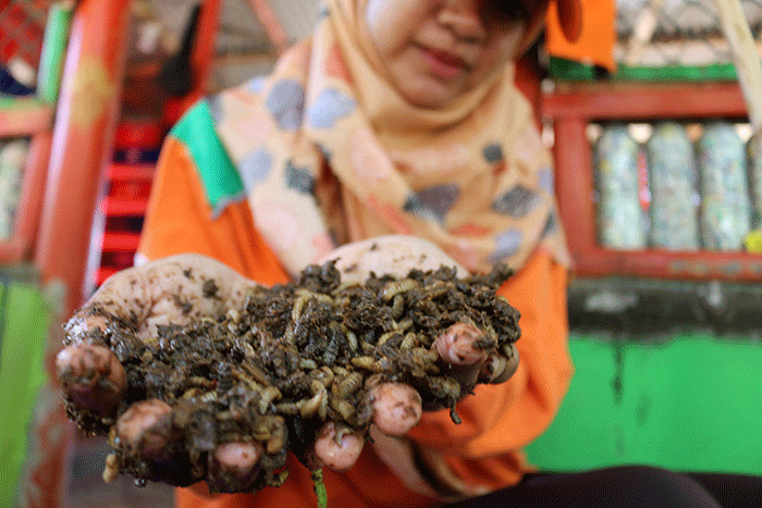 Aktivitas rumah budidaya maggot di kawasan Pulau Panggang, Kepulauan Seribu Utara, Provinsi DKI Jakarta, Sabtu (23/7/2022).