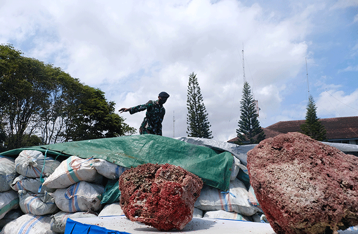 TNI AL berhasil menggagalkan penyelundupan 320 koli terumbu karang merah senilai Rp2,5 miliar di pelabuhan Biringkassi Kabupaten Kepulauan Pangkep.