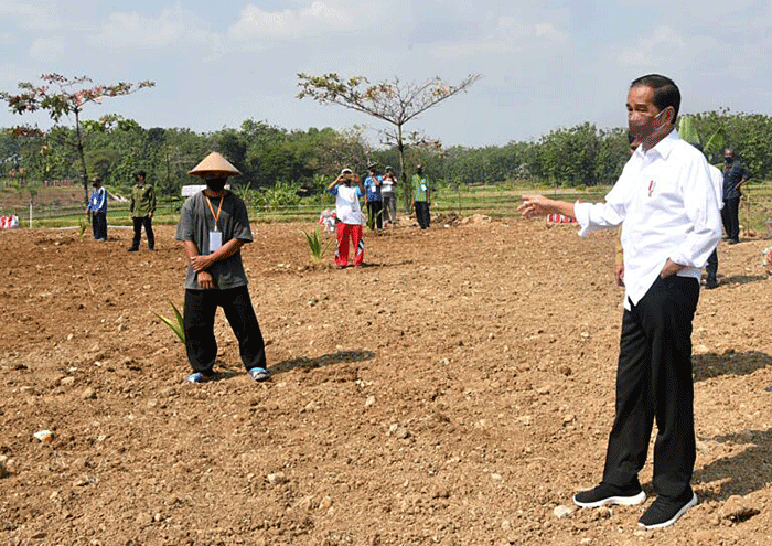 Presiden Joko Widodo menanam pohon kelapa genjah yang ditanamnya di lahan pertanian Giriroto, Ngemplak, Boyolali, Jawa Tengah, Kamis (11/8/2022).