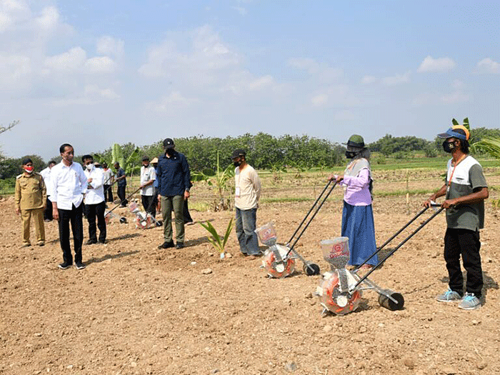 Presiden Joko Widodo menanam pohon kelapa genjah yang ditanamnya di lahan pertanian Giriroto, Ngemplak, Boyolali, Jawa Tengah, Kamis (11/8/2022).