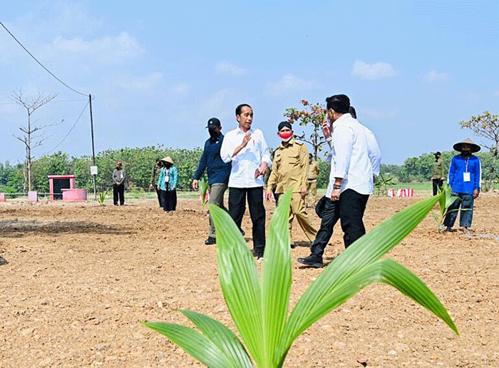 Presiden Joko Widodo menanam pohon kelapa genjah yang ditanamnya di lahan pertanian Giriroto, Ngemplak, Boyolali, Jawa Tengah, Kamis (11/8/2022).
