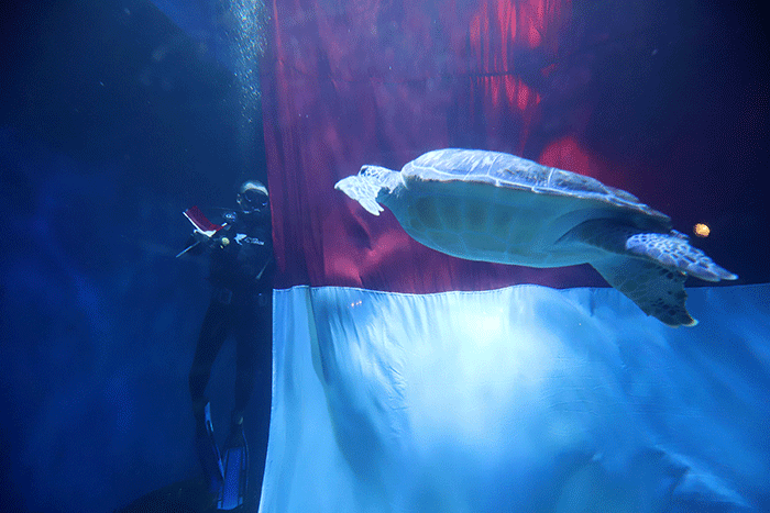Penyelam melakukan prosesi pengibaran bendera raksasa di Jakarta Aquarium & Safari (JAQS), Jakarta, Rabu (17/8/2022).