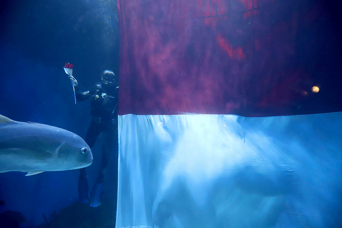 Penyelam melakukan prosesi pengibaran bendera raksasa di Jakarta Aquarium & Safari (JAQS), Jakarta, Rabu (17/8/2022).