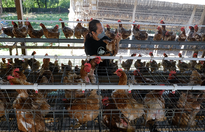 Pekerja mengumpulkan telur di sentra peternakan ayam petelur omega3 di Ella's Farm Ellabayao, Kabupaten Gowa, Minggu (21/8/2022).