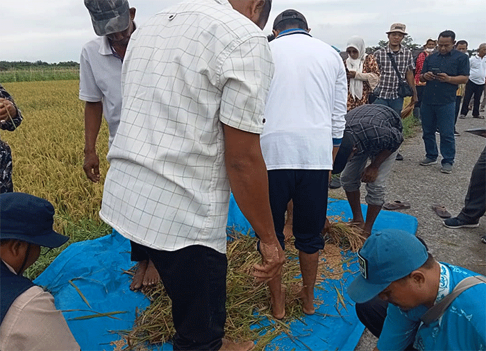 Demplot atau Demontration Plot adalah metode penyuluhan pertanian yang ditujukan kepada petani dengan cara membuat lahan percontohan.