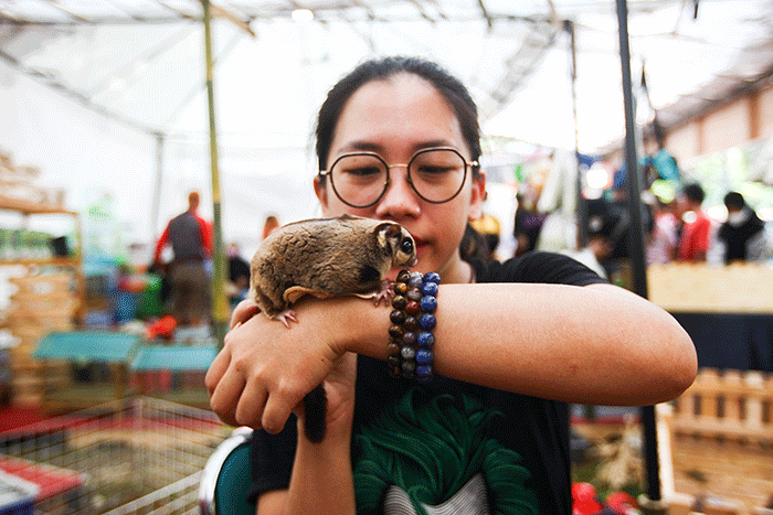 Pedagang menunjukkan kelinci dalam Pameran Flora & Fauna 2022 di Taman Lapangan Banteng, Jakarta, Minggu (28/8/2022).