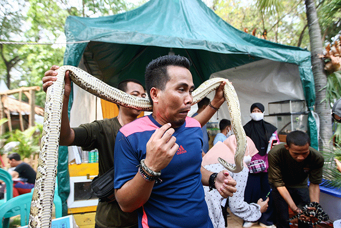 Pedagang menunjukkan kelinci dalam Pameran Flora & Fauna 2022 di Taman Lapangan Banteng, Jakarta, Minggu (28/8/2022).