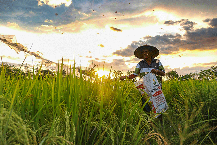 Petani menaburkan pupuk di areal persawahan Kabupaten Gowa, Sulawesi Selatan, Minggu (4/9/2022).