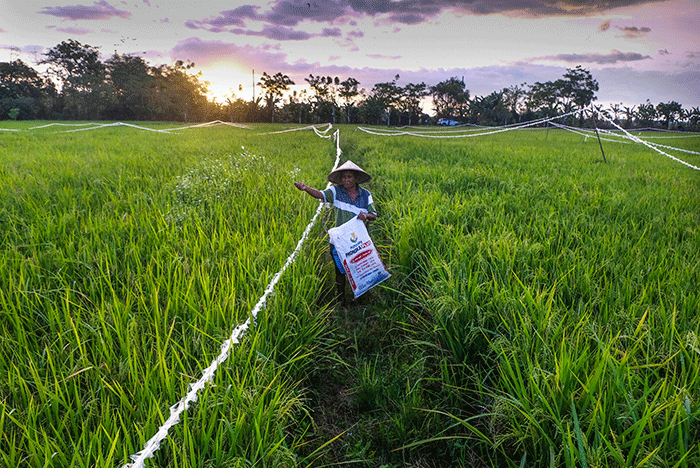 Petani menaburkan pupuk di areal persawahan Kabupaten Gowa, Sulawesi Selatan, Minggu (4/9/2022).
