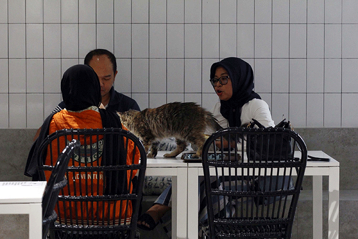 Pengunjung bermain dengan kucing sambil menikmati makanan di Kafe Pecinta Kucing BSD Serpong, Tangerang Selatan, Banten, Kamis (8/9/2022).