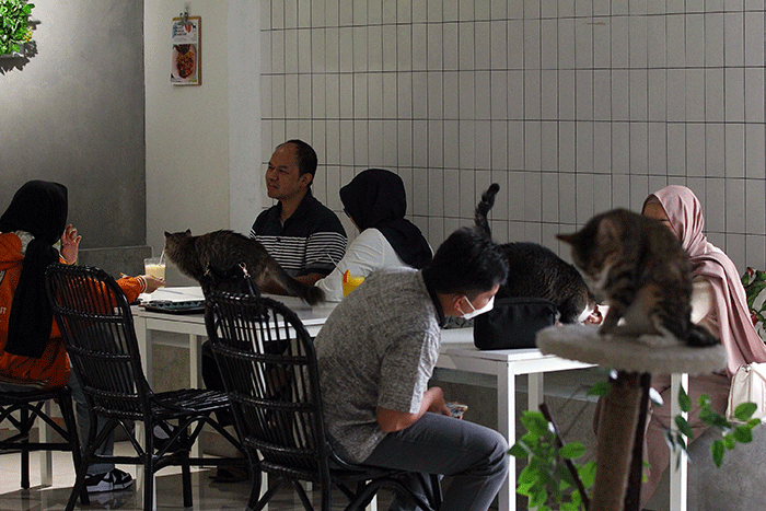 Pengunjung bermain dengan kucing sambil menikmati makanan di Kafe Pecinta Kucing BSD Serpong, Tangerang Selatan, Banten, Kamis (8/9/2022).