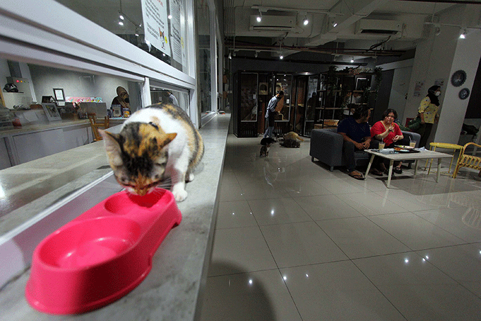 Pengunjung bermain dengan kucing sambil menikmati makanan di Kafe Pecinta Kucing BSD Serpong, Tangerang Selatan, Banten, Kamis (8/9/2022).