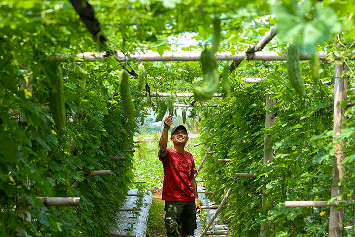 Petani muda Yoga (29) mengecek hasil tanaman buah pare di Sukaraja, Bogor, Jawa Barat, Minggu (18/9/2022).