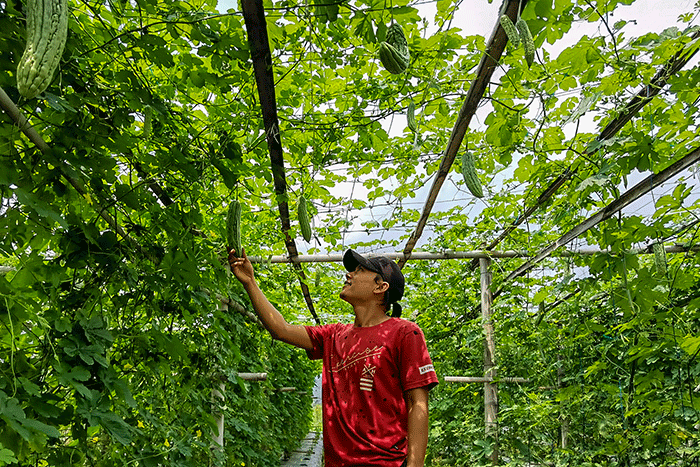 Petani muda Yoga (29) mengecek hasil tanaman buah pare di Sukaraja, Bogor, Jawa Barat, Minggu (18/9/2022).