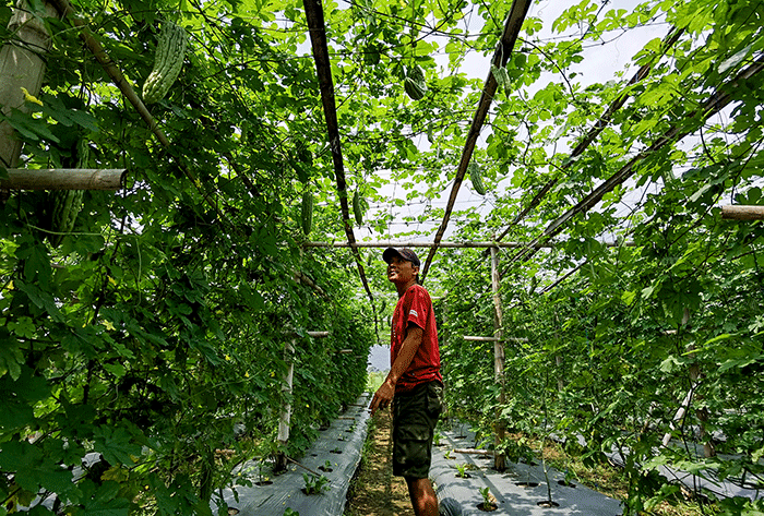 Petani muda Yoga (29) mengecek hasil tanaman buah pare di Sukaraja, Bogor, Jawa Barat, Minggu (18/9/2022).