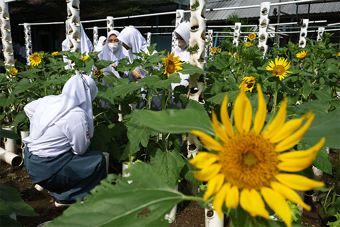 Sejumlah siswa belajar bercocok tanam di kebun sekolah SMA Negeri 10 Makassar, Selasa (11/10/2022).