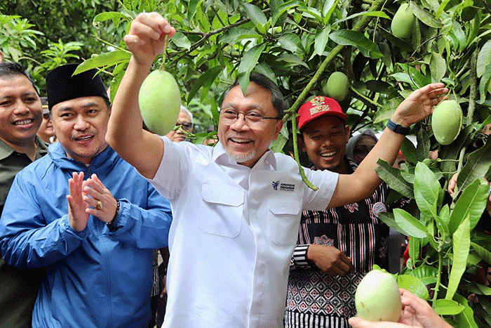 Menteri Perdagangan Zulkifli Hasan melakukan panen raya perkebunan mangga dan melepas ekspor perdana mangga Indramayu mendunia, Kamis (13/10/2022).