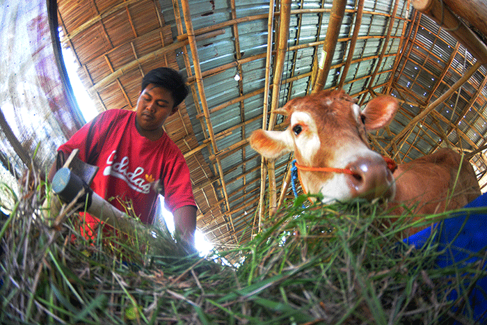Aktivitas sejumlah peternak dan mahasiswa magang di tempat pengembangan biogas yang dikelola oleh Kelompok Peternak Sapi JSN Cengkir Gading.