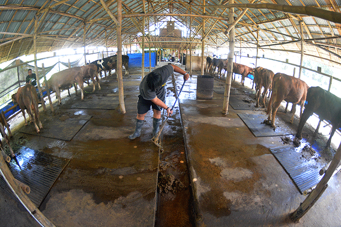 Aktivitas sejumlah peternak dan mahasiswa magang di tempat pengembangan biogas yang dikelola oleh Kelompok Peternak Sapi JSN Cengkir Gading.