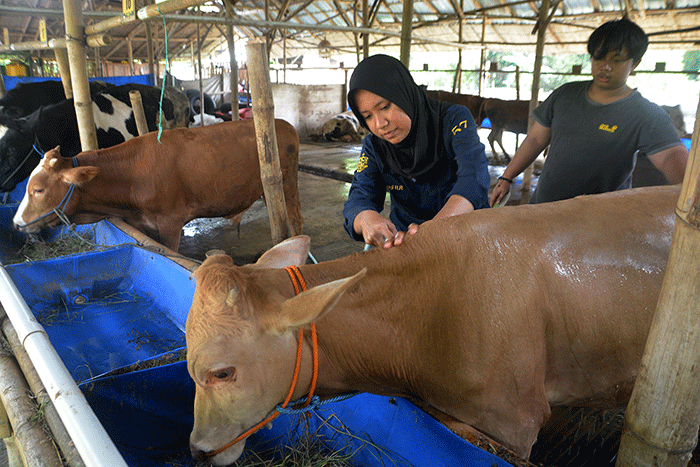 Aktivitas sejumlah peternak dan mahasiswa magang di tempat pengembangan biogas yang dikelola oleh Kelompok Peternak Sapi JSN Cengkir Gading.