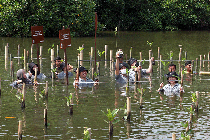 Penanaman pohon mangrove di Taman Wisata Alam Mangrove Angke, Kapuk, Jakarta, Selasa (1/11/2022).