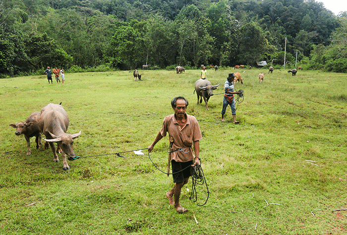 Sejumlah hewan ternak jenis kerbau mulai meramaikan Pasar Hewan Bolu, Kabupaten Toraja Utara, Sulawesi Selatan.