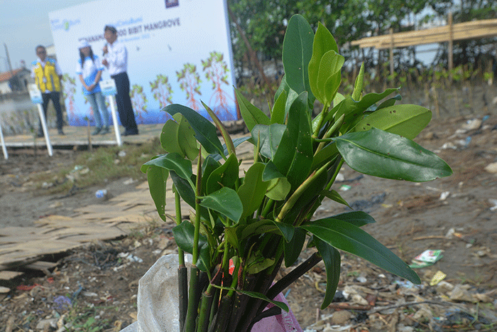 Penanaman bibit mangrove di Banjir Kanal Barat, Tambakrejo, Semarang, Jawa Tengah, Kamis (24/11/2022).