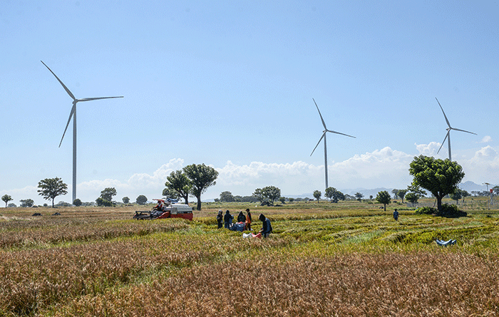 Sejumlah petani memanen padi di areal persawahan berlatarkan baling-baling raksasa di Kabupaten Jeneponto, Selasa (29/11/2022).