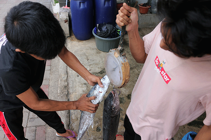 Pengepul ikan dan pembudidaya ikan keramba apung menunjukkan ikan di kawasan Pulau Panggang, Kepulauan Seribu Utara, Provinsi DKI Jakarta, Senin (5/12/2022).