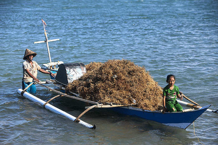 Petani melakukan panen rumput laut di perairan Kabupaten Bantaeng, Sulawesi Selatan, Jumat (9/12/2022).