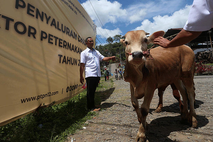 Para mitra peternak sebelumnya juga sudah dibekali pengetahuan terkait pakan dan kesehatan ternak, agar dapat meningkatkan kualitas sapi potong peliharaan.